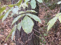 Sambucus racemosa