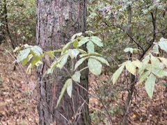 Sambucus racemosa