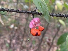 Euonymus verrucosus