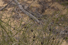 Lechenaultia linarioides