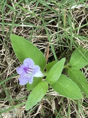 Ruellia repens