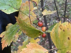 Crataegus sanguinea