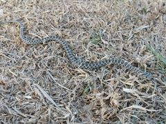 Hemorrhois hippocrepis