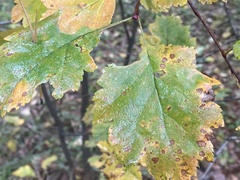 Crataegus sanguinea