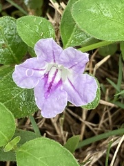 Ruellia repens