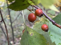 Crataegus sanguinea