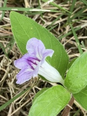 Ruellia repens