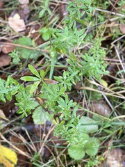 Galium mollugo