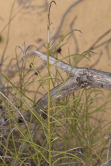 Lechenaultia linarioides