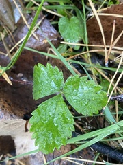 Fragaria vesca
