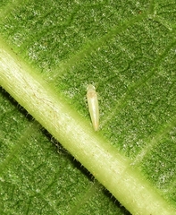 Ficocyba ficaria