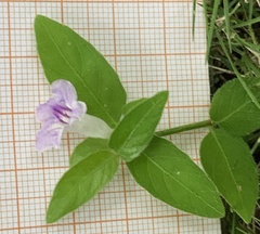 Ruellia repens