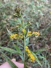 Solidago gigantea