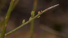 Lechenaultia linarioides