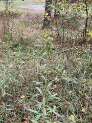 Solidago gigantea