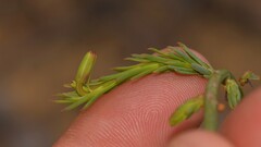 Lechenaultia linarioides