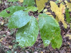 Prunus padus