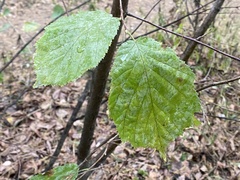 Corylus avellana