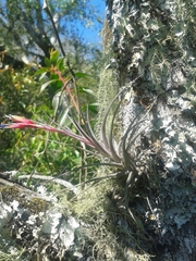 Tillandsia aeranthos