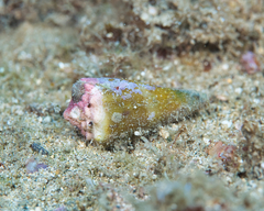 Conus lividus