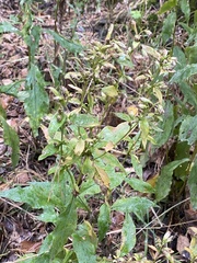 Solidago virgaurea