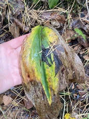 Convallaria majalis