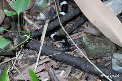 Bungarus multicinctus