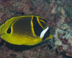 Chaetodon lunula