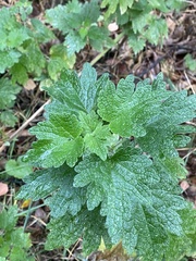 Leonurus quinquelobatus