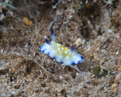 Goniobranchus vibratus