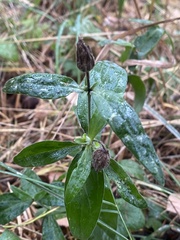 Silene latifolia alba