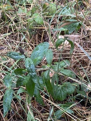 Silene latifolia alba