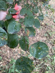 Amelanchier