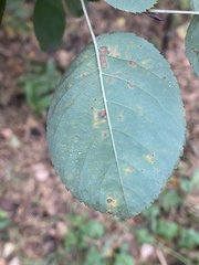 Amelanchier