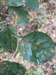 Amelanchier