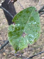 Prunus