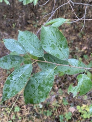 Prunus