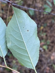 Prunus