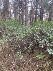 Prunus