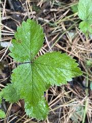 Fragaria vesca