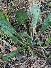 Solidago virgaurea