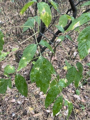 Acer negundo