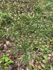 Erigeron canadensis