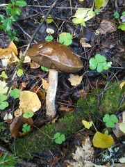 Leccinum scabrum