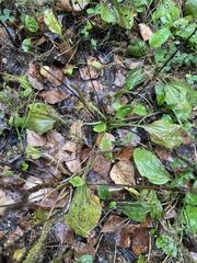 Plantago major