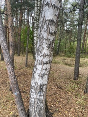Betula pendula