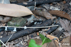 Bungarus multicinctus