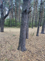 Pinus sylvestris