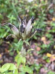 Saponaria officinalis