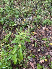 Saponaria officinalis